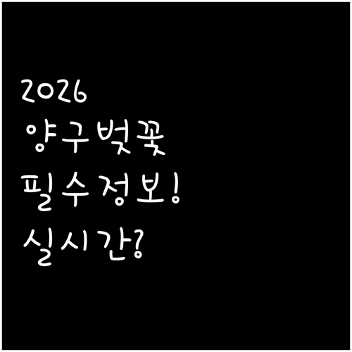 2026년 양구 벚꽃 만개 시기 및 ..