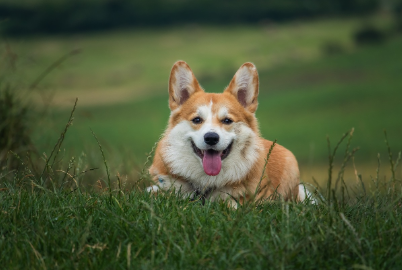 2025년 7월 개띠(생년별) 운세