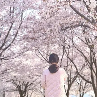 부산 벚꽃 명소 추천 숨겨진 뷰포인트_10