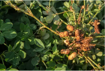 가을 제철 음식 땅콩 효능과 영양성분&amp;#44; 주의점