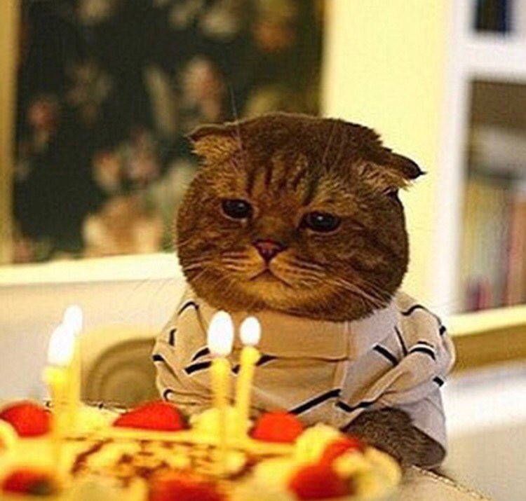 생일 축하 짤