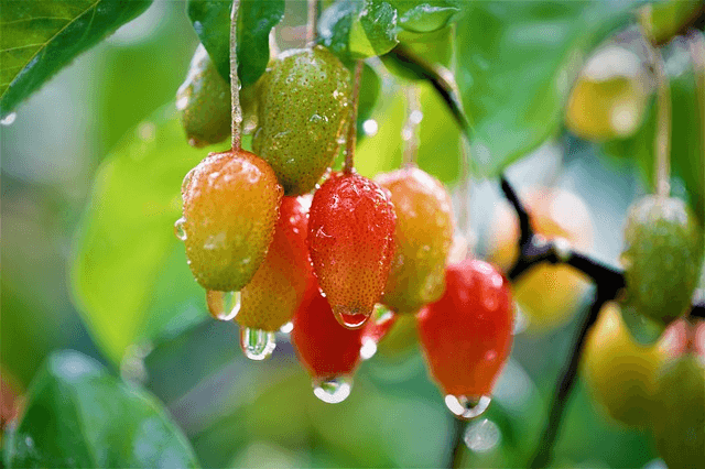 나무에 붉게 익어가는 보리수들과 아직 덜 익은 연두색 보리수들이 가득 매달려있다. 빗방울을 맞아서 투명한 빗방울이 보리수 끝에 맺혔다.