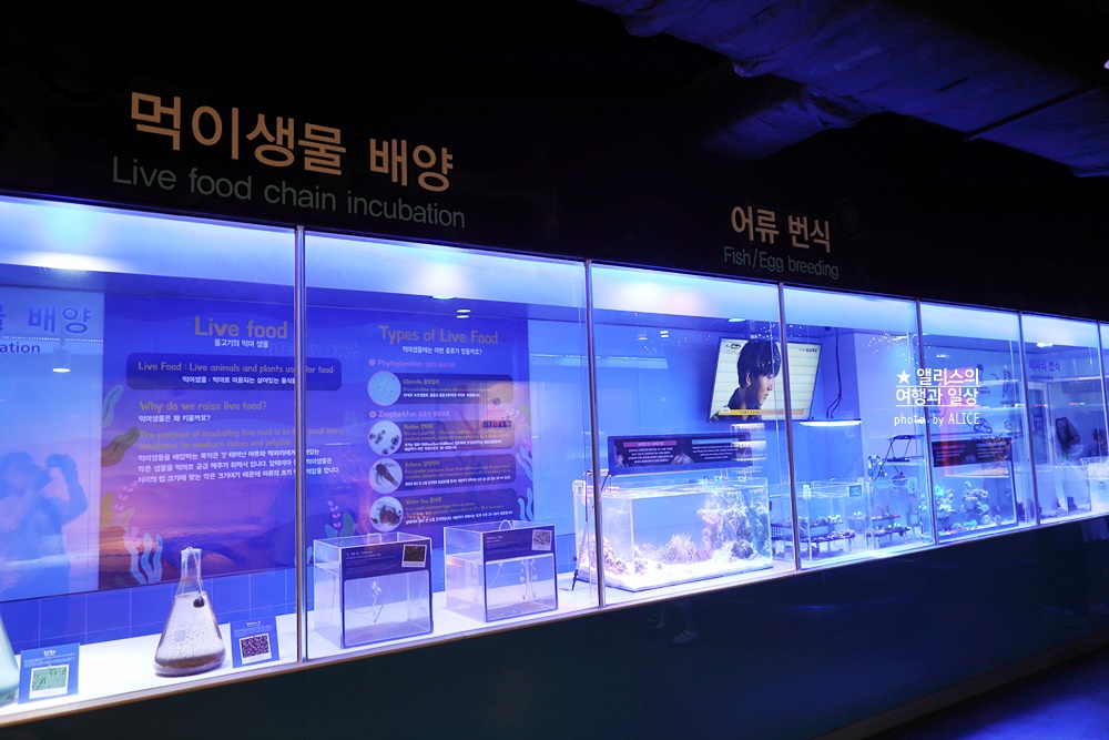 코엑스 아쿠아리움 입장권 할인예약 방법, 대중교통 가는 방법, 참물범 펭귄 비버 상어 보러가자!