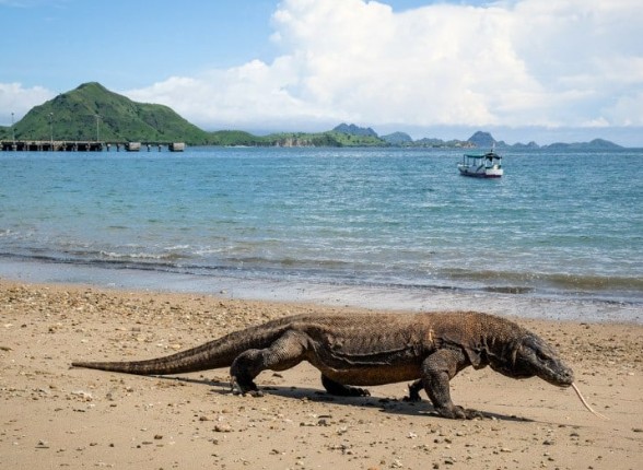 인도네시아 코모도섬 여행 정보 - 코모도 드래곤과 핑크비치, 국립공원 탐험, 만타가오리