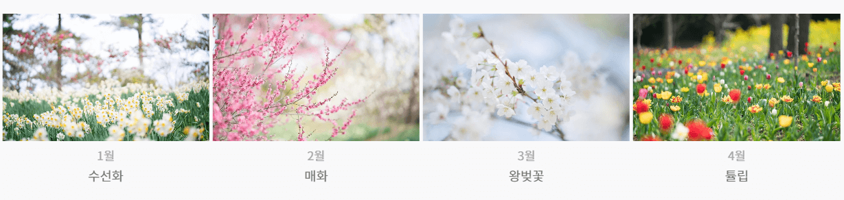 365 꽃세상 월별 꽃사진