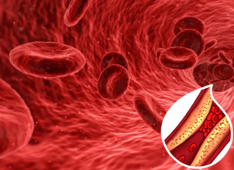 혈액-내부-이미지