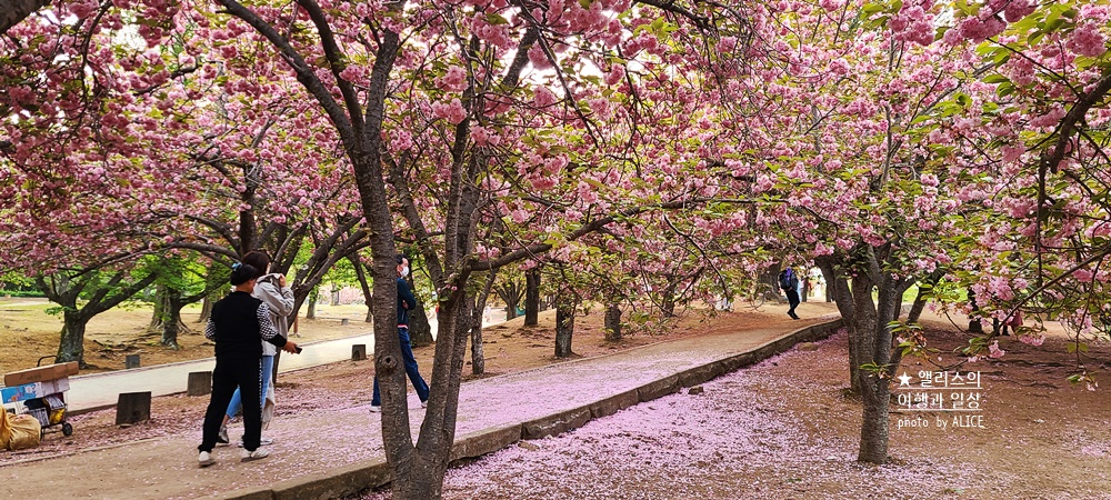 경주 불국사 겹벚꽃 위치, 명소 왕벚꽃 개화시기 (지금 만개), 주차정보