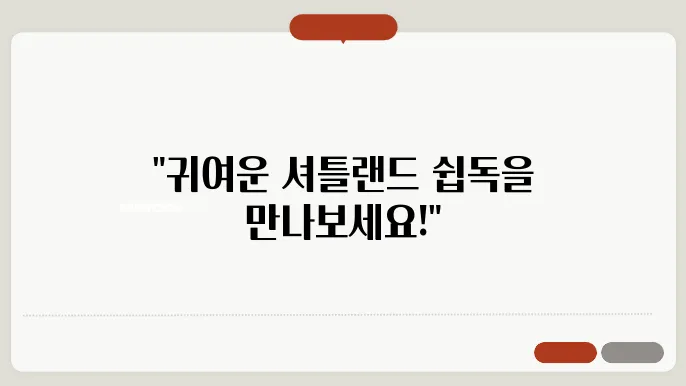 셔틀랜드쉽독 입양방법 알아보기