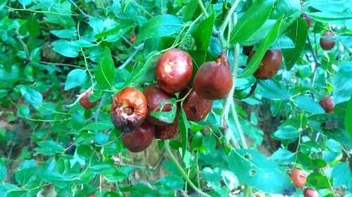 대추나무-대추-수확시기-병충해