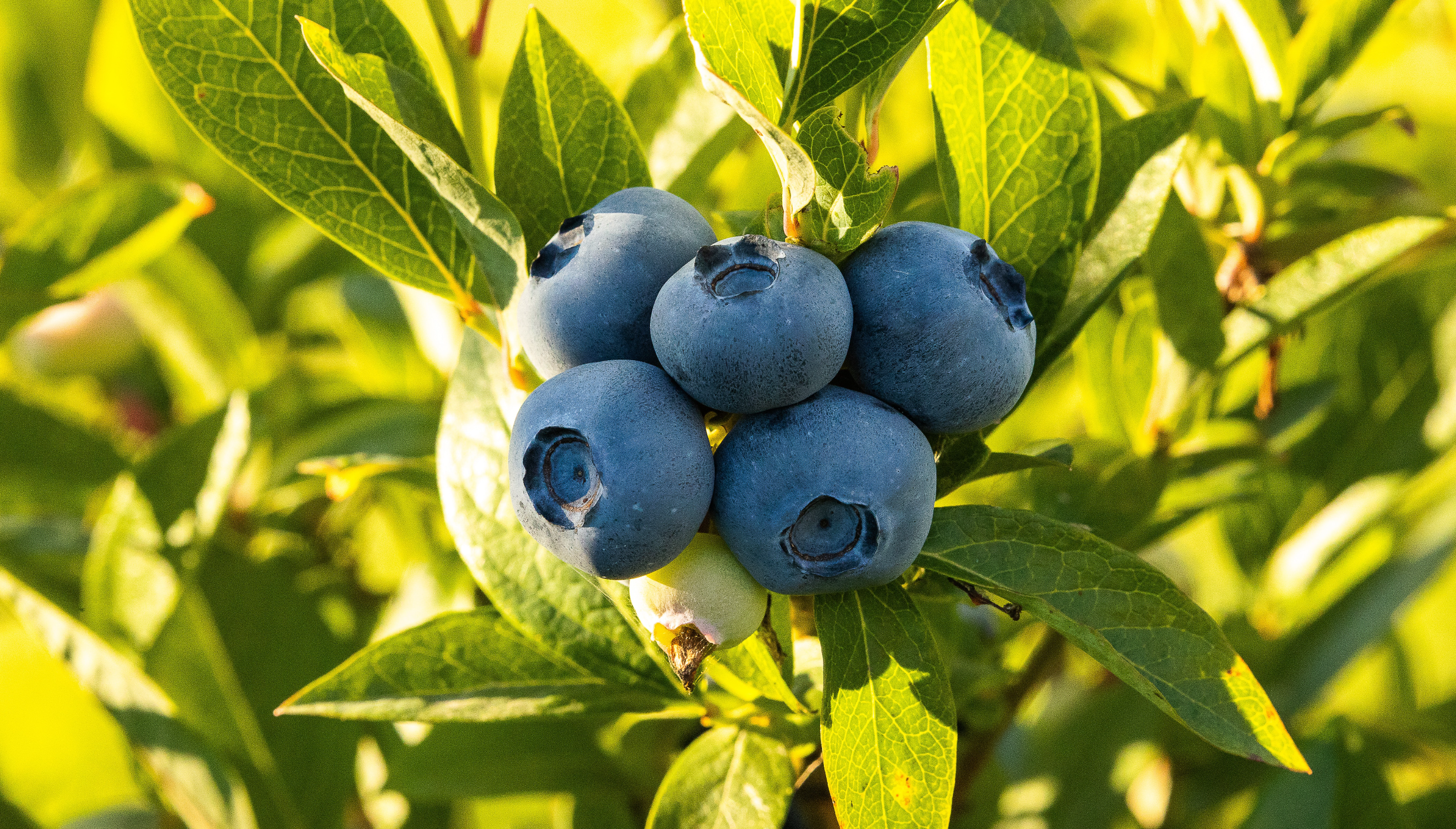 블루베리 냉동보관