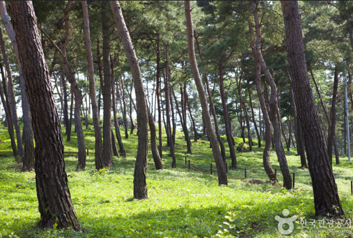 정읍 구절초지방정원