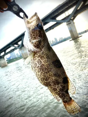 5월 쏘가리 금어기 시작 전국 금지 기간 완벽 정리와 낚시 규정_10