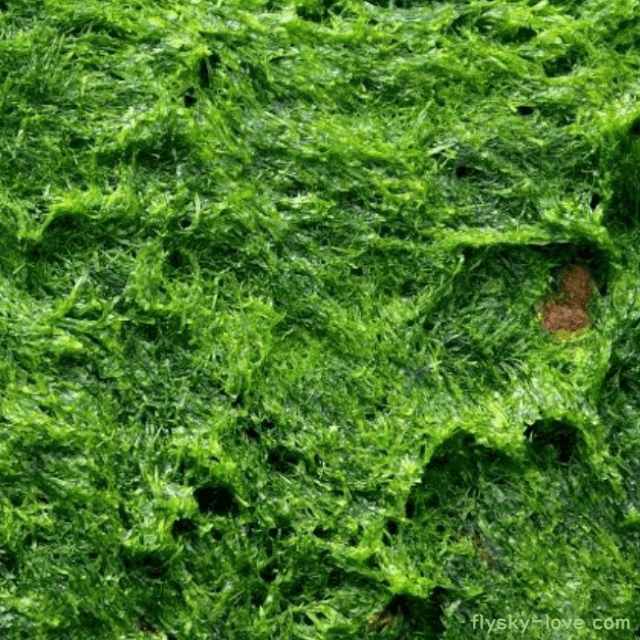 해조류 스피룰리나