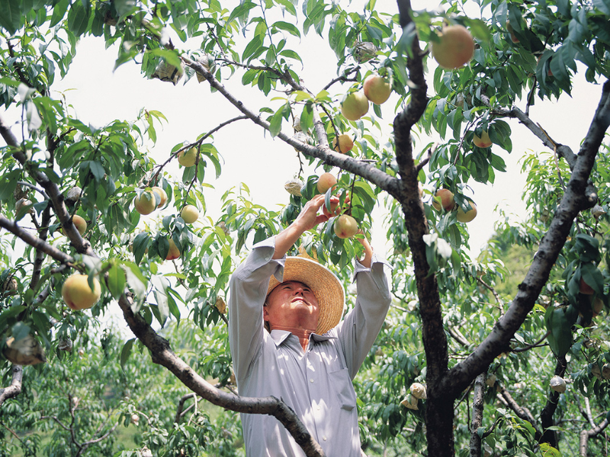 계절의 변화를 세분화한 24 절기 중 '소서' 이해하기
