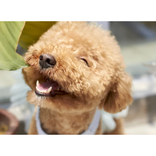 반려동물