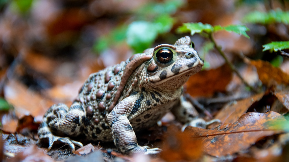 낙엽 위에서 휴식을 취하고 있는 피부 돌기가 뚜렷한 성체 두꺼비