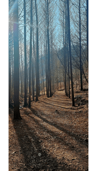 화인산림욕장 옥천 가볼만한곳 추천 명소 산책로 주차