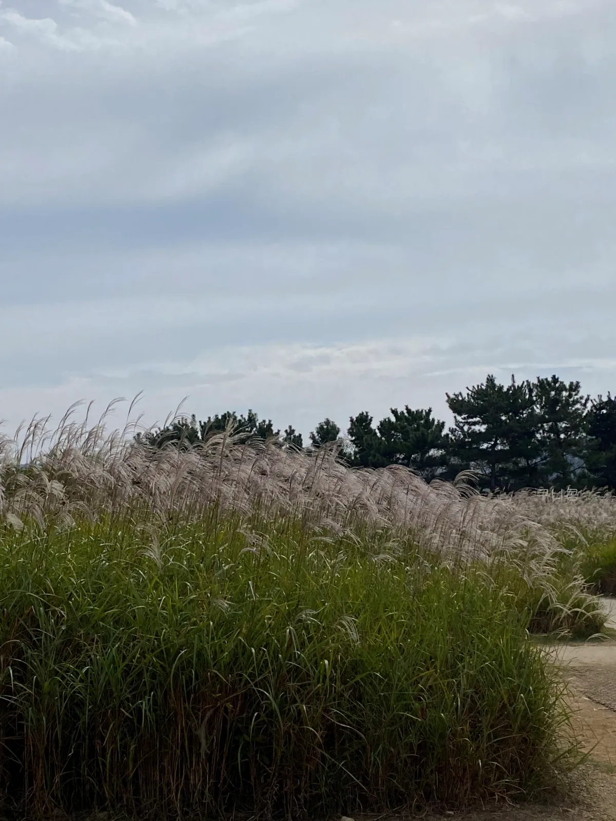 서울-근교-나들이-가볼만한곳-추천-억새-코스모스-시흥갯골생태공원-무료-주차-꿀팁