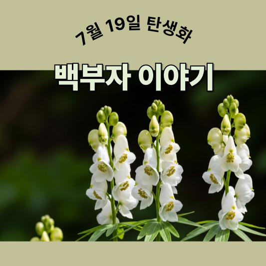 7월 19일 탄생화, 백부자 - 아름다움 속에 감춰진 강인함