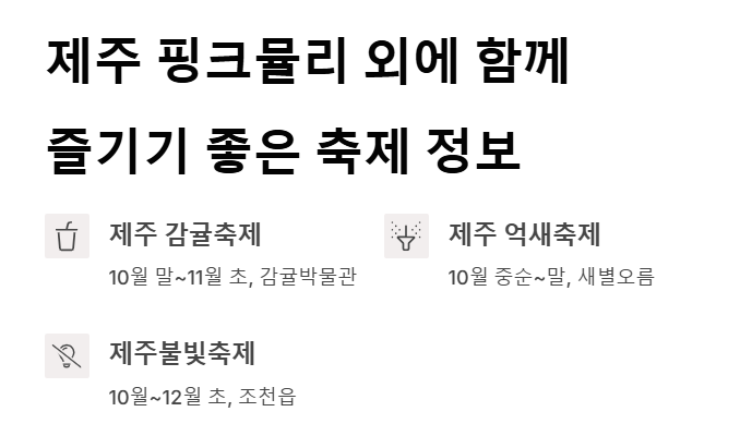 제주 핑크뮬리 축제, 가을 감성 느낌 100%