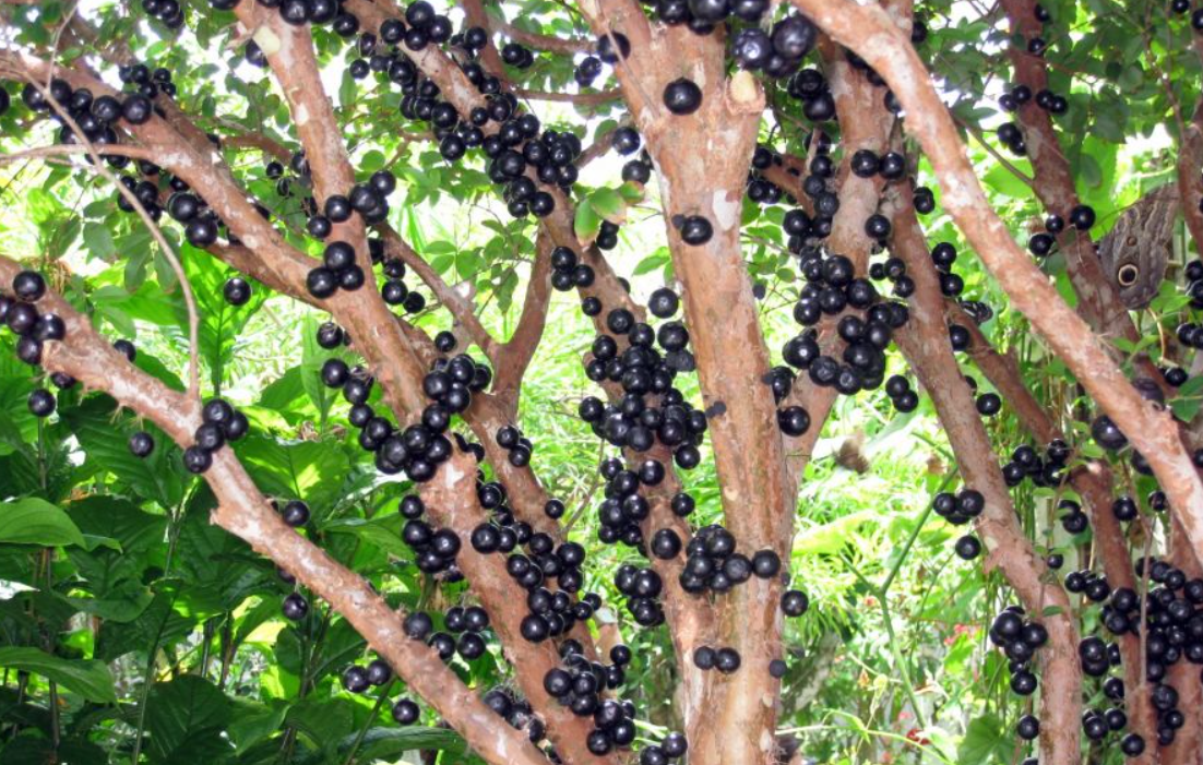 자보티카바 퓨레 만들기