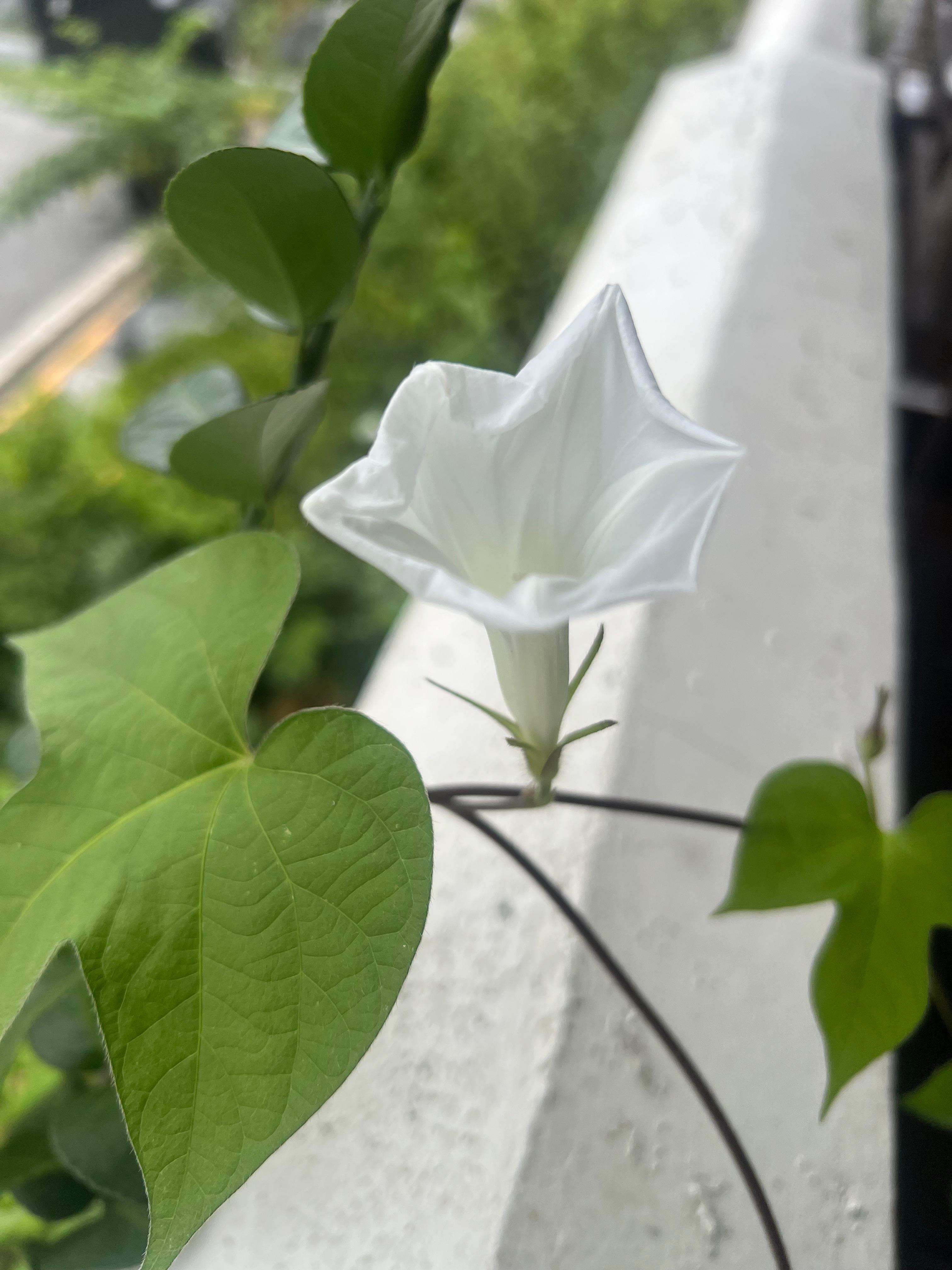 메꽃