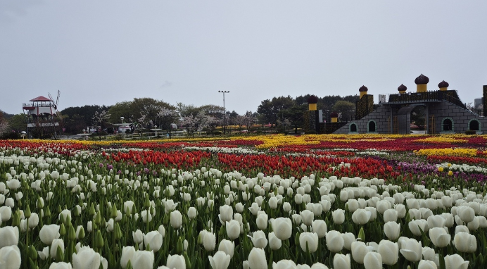 태안 튤립축제