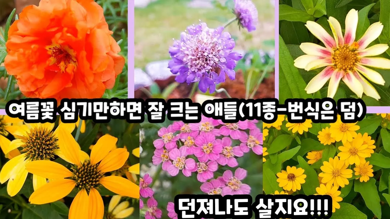 여름꽃 종류 모음 여름 꽃나무 추천 12가지 정리_6