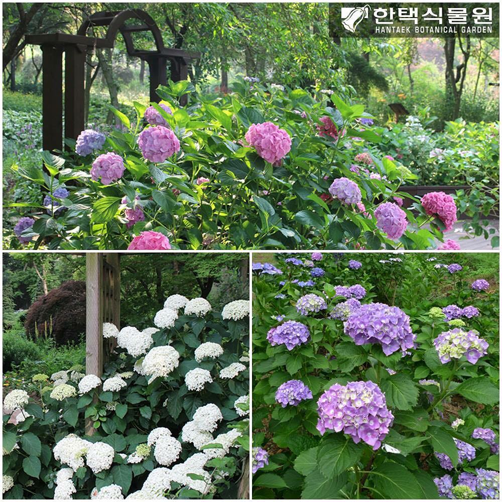 생방송 오늘저녁 희귀 식물의 천국에 핀 여름 꽃 소개 방송
