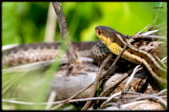 가을 산행에서 벌과 뱀 조심하는 법 - 안전한 산행을 위한 필수 가이