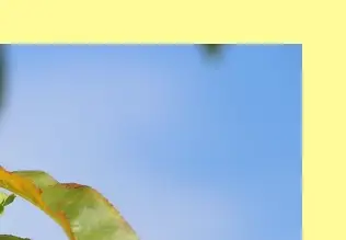 조치원 복숭아축제