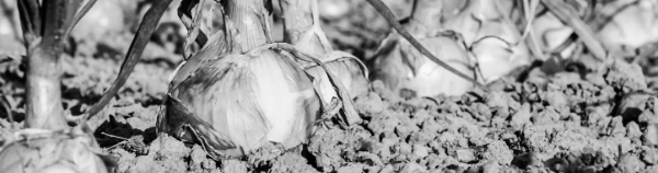 양파 수확 적기