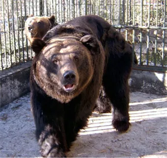 우수리 불곰 특징 성격 서식지_24