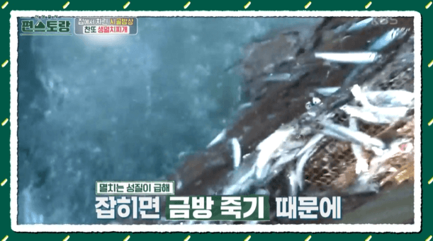 멸치
