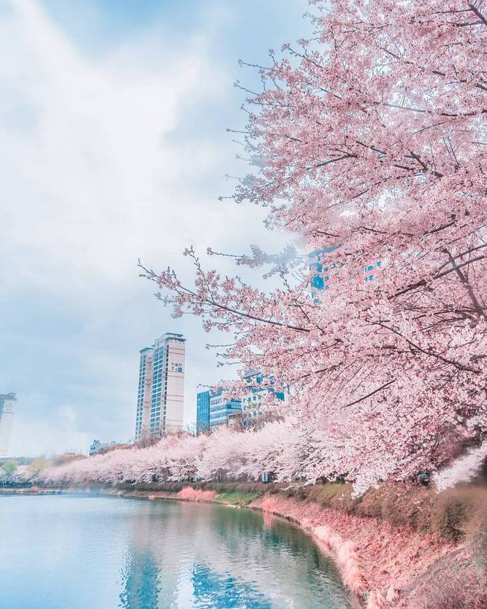 벚꽃 핀 호수