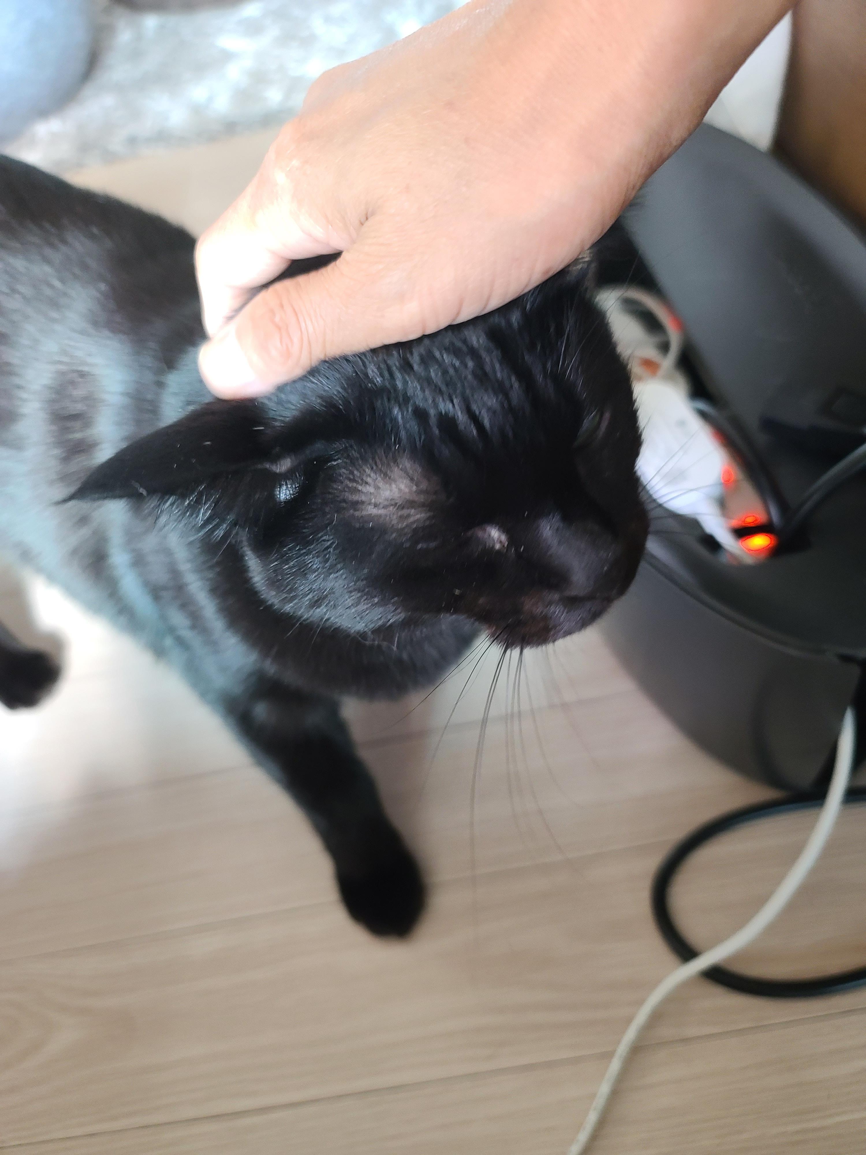 집사에게 단단히 삐진 고양이에게 화해를 청했는데...