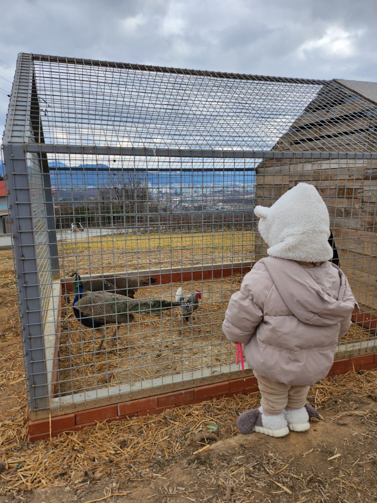 공작을 보는 아이