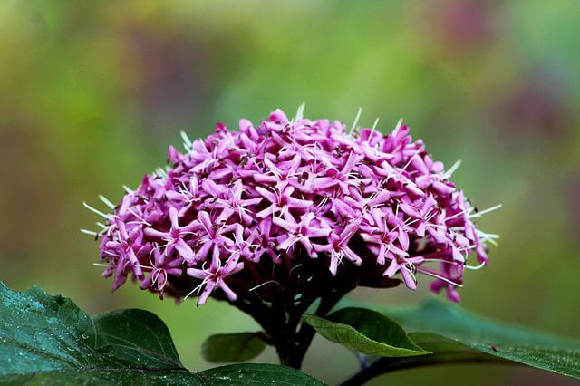 클레로덴드룸 (Clerodendrum)