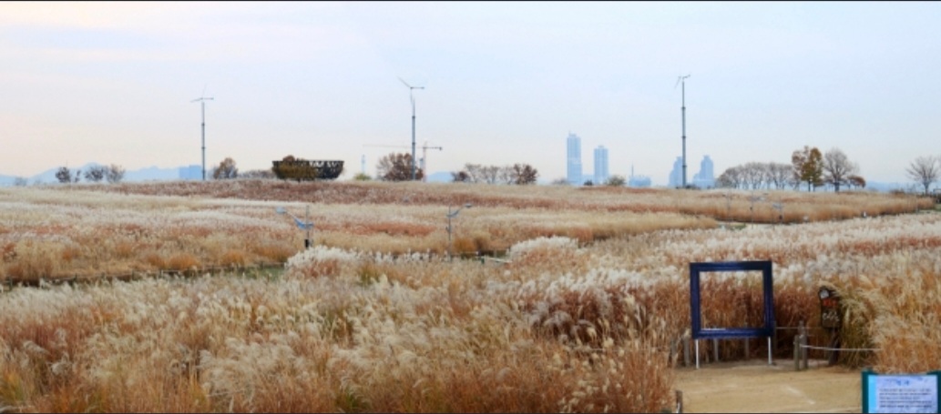 서울 억새 축제