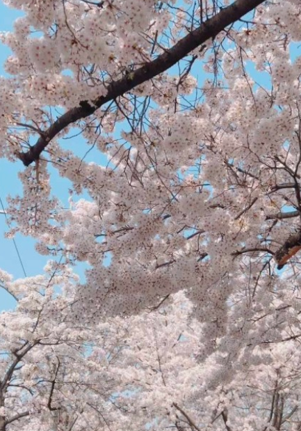여의도벚꽃축제