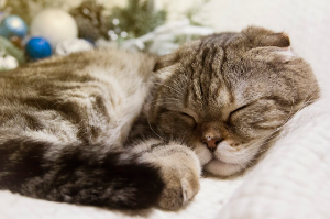 축 늘어져 있는 스코티시 폴드