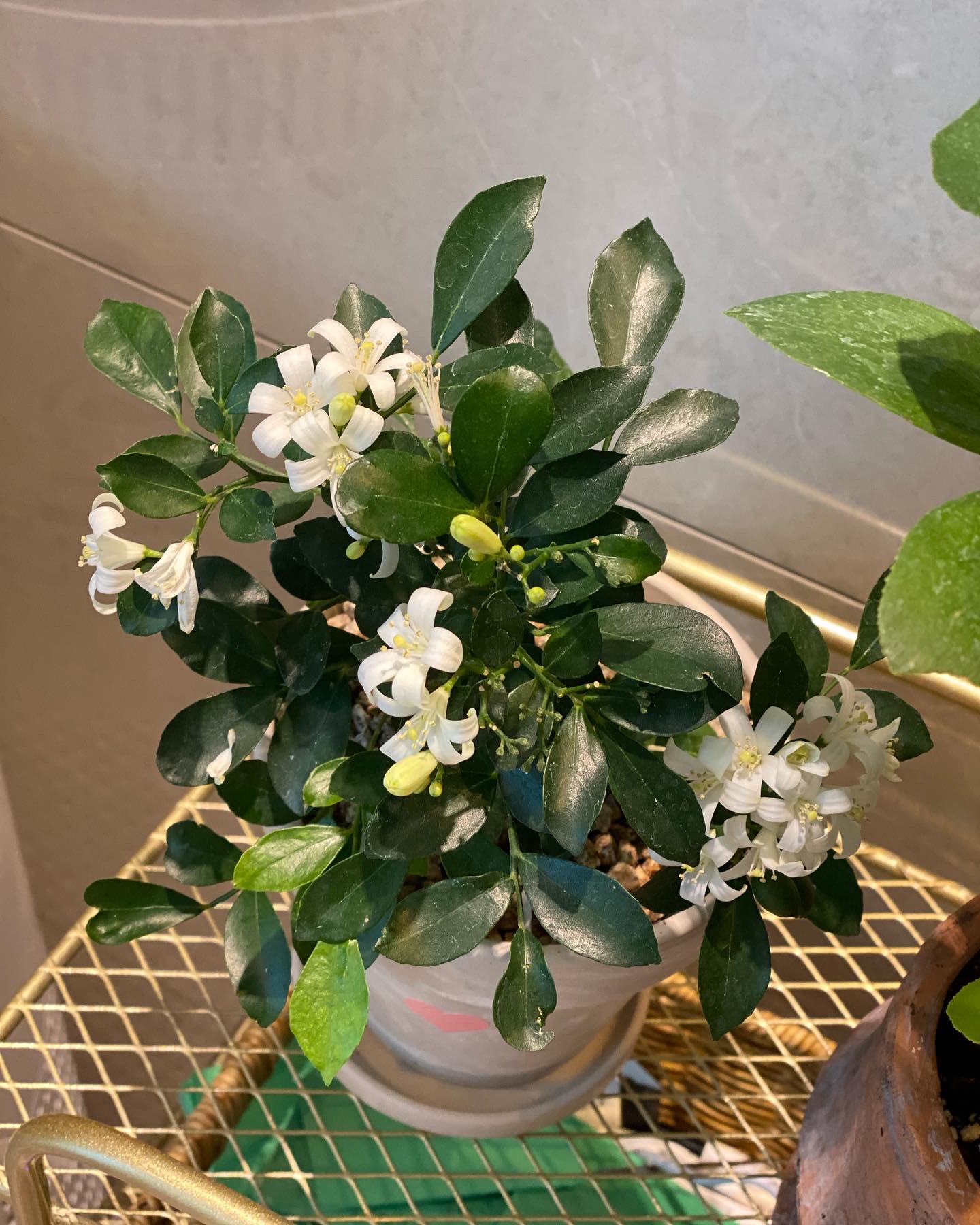 오렌지쟈스민 꽃