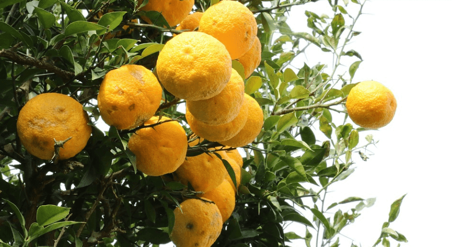 유자 효능 나무에 여려 개의 유자 열매가 달려 있다