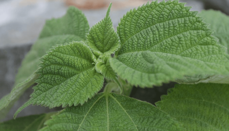 깻잎이 먹음직 스럽게 자라고 있다.