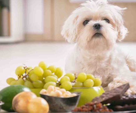 포도중독에 대해서 살펴봅시다.