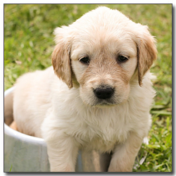 바구니에 있는 골든리트리버