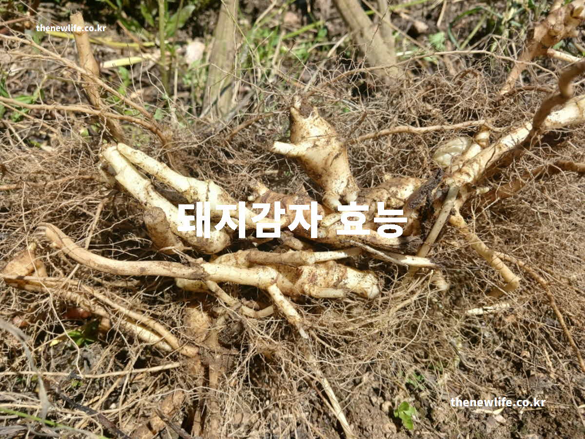 돼지감자 효능 대표 실사진
