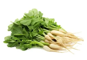 열무 심는 시기 재배 방법_34