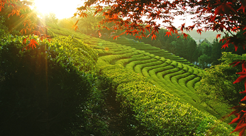 보성 녹차수목원 관람 가이드