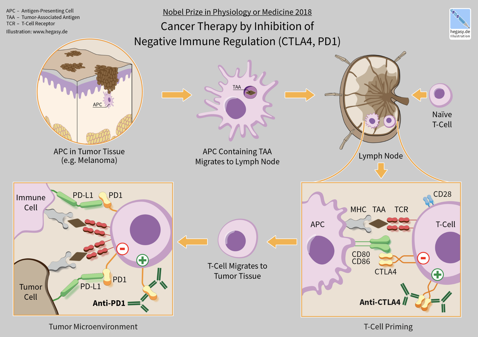 Immunotherapy